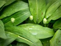 Bärlauch Blütenknospen sprießen aus Blätterteppich